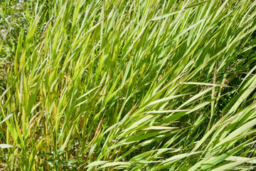 Abstract background of grass.