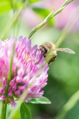 Biene sammelt Blütenstaub