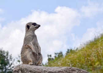 Fototapeta premium Meerkat in captivity - on guard