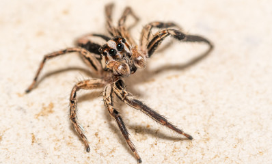 Isolated macro of an adult jumping spider