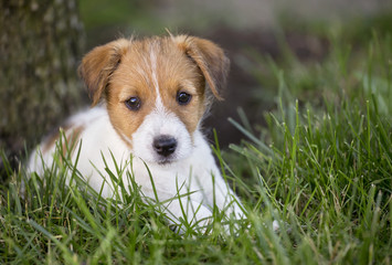 Naklejka na ściany i meble Funny jack russell terrier puppy dog looking in the grass