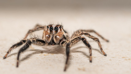 Isolated macro of an adult jumping spider