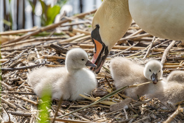 Schwan mit Jungtieren