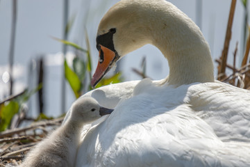 Schwan mit Jungtieren