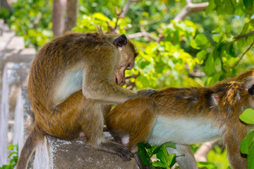 Toque macaque allogrooming in the area of the Dambulla cave temple in Sri Lanka