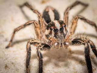 Isolated macro of an adult jumping spider