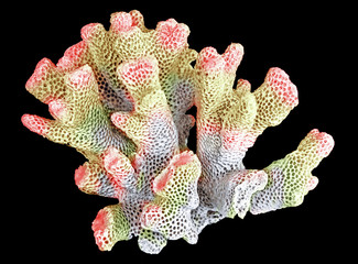 Fototapeta premium coral isolated on black background
