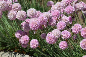 Beautiful spherical pink flowers of Armeria maritima Roseain a botanical garden