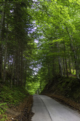 Forest near the famous castle Neuschwanstein near Munich
