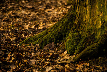 moss on a tree in the forest