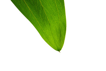 Obraz premium Close up single green leaf isolated on white background