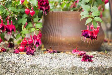 Balkonpflanze Fuchsie