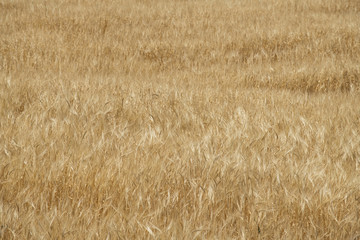 Close Up Photo of a Wheat Field