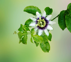 Close up of   Passiflora