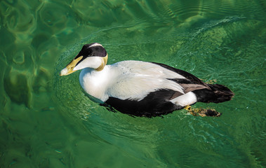 Growing colonies of beautiful Eider ducks, normally migratory sea birds have somehow adjusted to a sedentary life in the fresh water environment of the Upper Zurich Lake (Obersee)