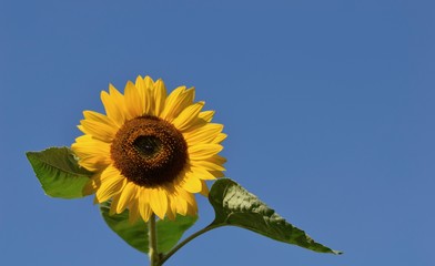 Sunflowers for a blue sky