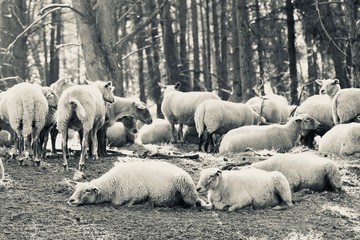 sheeps sleeping in the nature reserve Kalmthout, Belgium