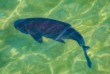 Incredibly reach wildlife on the crystal clear water of the Upper Zurich Lake (Obersee) shores along the Holzsteg, between Hurden (Schwyz) and Rapperswil (Sankt Gallen), Switzerland