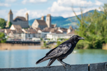 Raven on the Holysteg with Rapperswil castle on the background, Upper Zurich Lake (Obersee), Sankt...