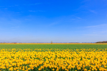 Tulips Field in The Netherlands