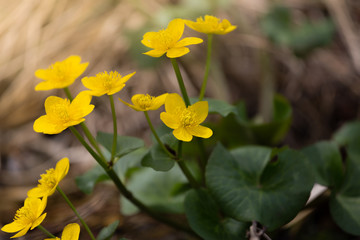 Fototapeta premium Spring background with yellow meadow flower Caltha palustris, known as marsh-marigold and kingcup. Flowering gold colour plants in Early Spring.