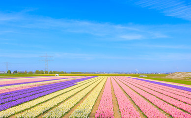 Tulips Field in The Netherlands