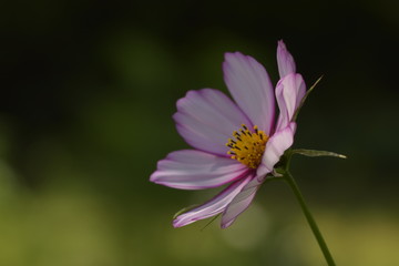 cosmos flower with a nuance in color
