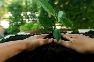 Little child hands take care and plant young seedling on a black soil. Earth day concept.