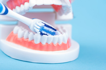 Fototapeta na wymiar Zahnmodell mit einer Zahnbürste
