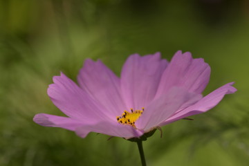 A cosmos flower