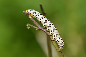 A caterpillar on his way to a butterfly