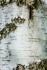 Texture of birch bark for the background