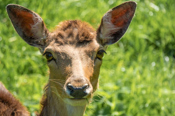 Closeup of deer on the gardens of the Rapperswil castle, on the shores of the Upper Zurich Lake (Obersee), Switzerland