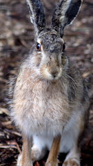 hare in a cage