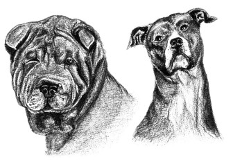 Two pencil and charcoal sketches, Sharpei and American Staffordshire dog portraits