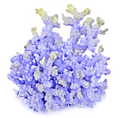 coral isolated on white background © Dmitry