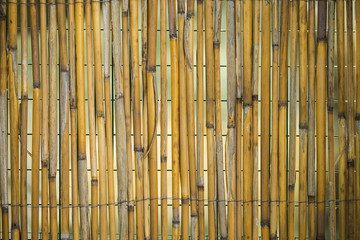 Arella in bamboo / recinzione - obrazy, fototapety, plakaty