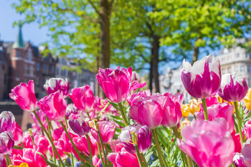 Tulips at Hofvijver in The Hague, Netherlands