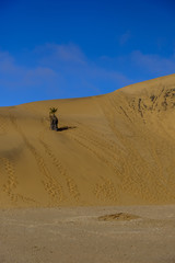 Fototapeta na wymiar Palm tree on Dune 7
