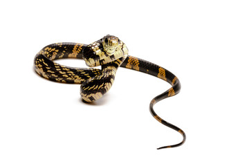 yellow rat snake (Spilotes pullatus)