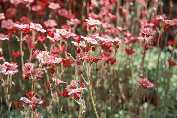 flowering decorative moss. selective focus. blurring
