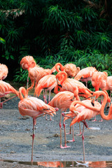 Fototapeta na wymiar Pink Caribbean Flamingos