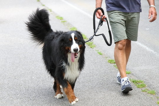 cane bovaro bernese passeggiata con il padrone