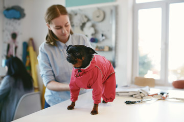 Dog Clothes. Female Tailor Wearing Suit On Pet