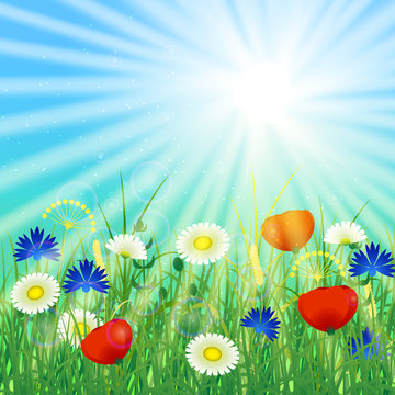 Concept Summer Solstice. Sky, blur, field grass, flower, sun, the lights of a sun