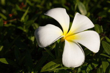 Fototapeta na wymiar Frangipani flower also known as Leelawadee, Plumeria or Lantom