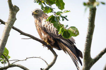 Red Kite
