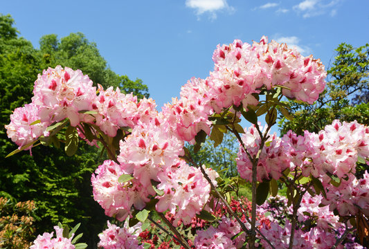 blooming pink rododendron flowers