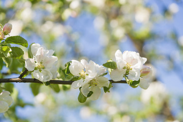 blossoming apple tree in a garben on a sunny summer day