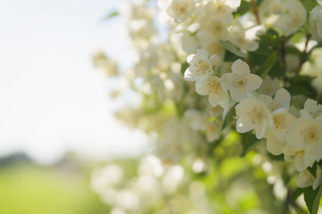 blossoming jasmine flowers on a sunny summer day